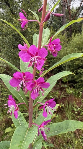 fireweed