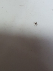 Araneae