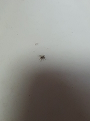Araneae