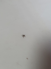 Araneae