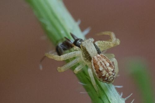 Spiracme striatipes