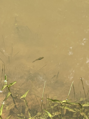 Eastern Mosquitofish
