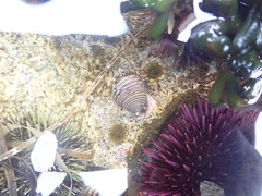 Calliostoma