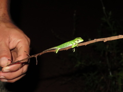 Polychrus marmoratus