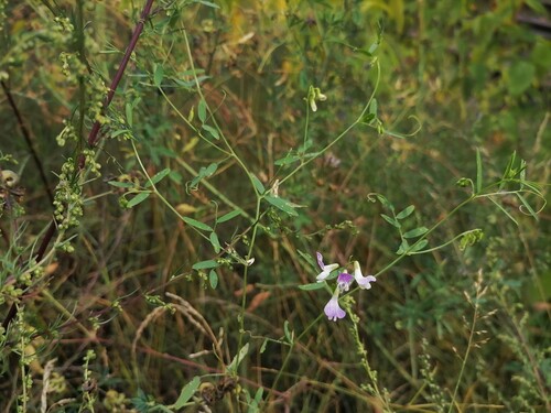 Наблюдение на iNaturalist