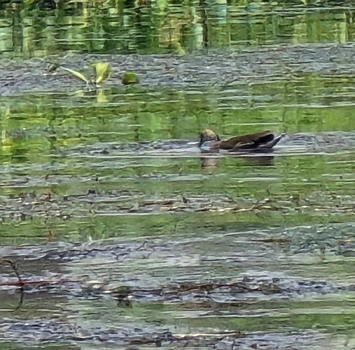 Eurasian Moorhen
