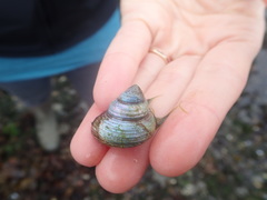 Calliostoma