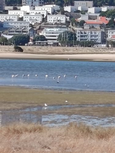 iNaturalist image