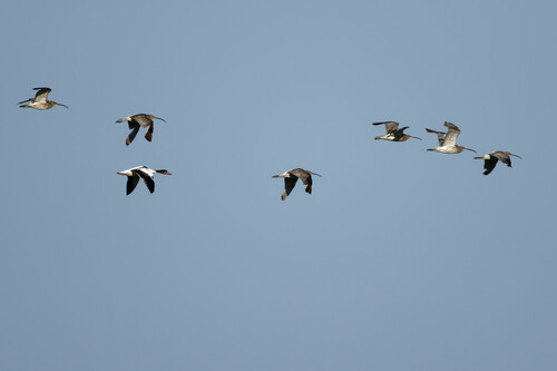 iNaturalist image
