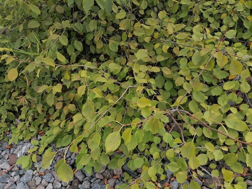 Наблюдение на iNaturalist