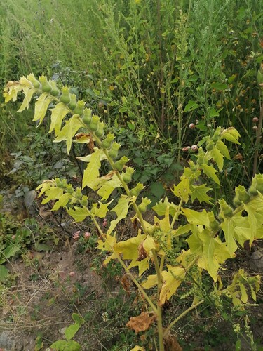 Наблюдение на iNaturalist