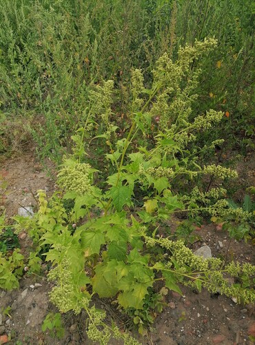Наблюдение на iNaturalist