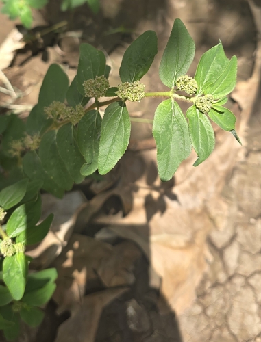 Asthma Plant