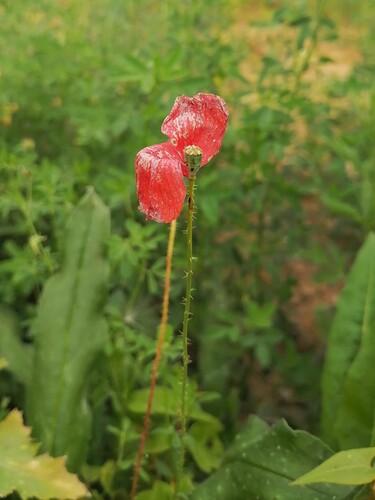 Наблюдение на iNaturalist