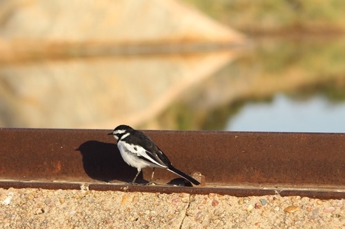 iNaturalist image
