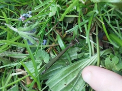 Coenagrion lunulatum