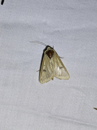 Corn Earworm Moth