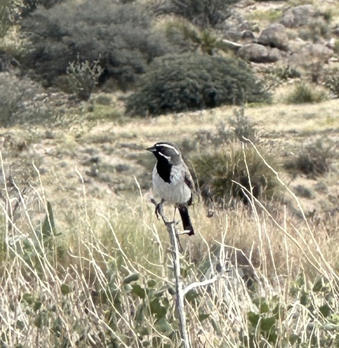 Black-throated Sparrow