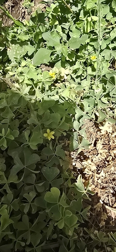 Creeping Woodsorrel