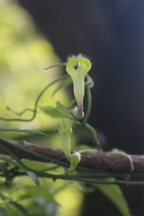 Ceropegia carnosa