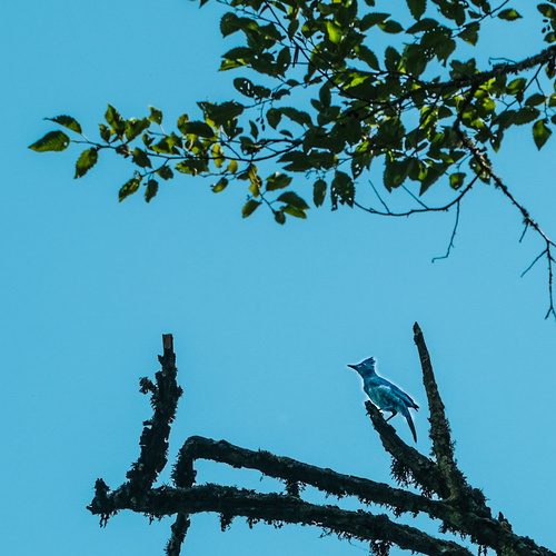 Steller's Jay