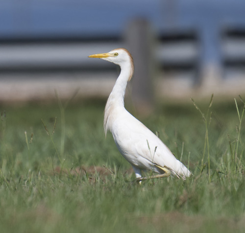 iNaturalist image