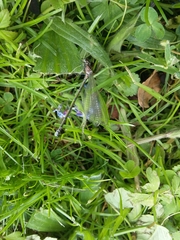 Coenagrion lunulatum