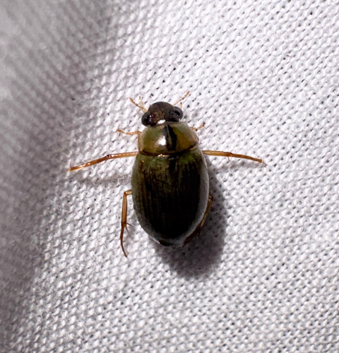 Berosus