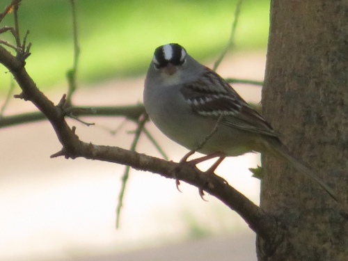 White-crowned Sparrow photographed in Iowa