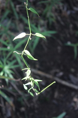 Ceropegia carnosa