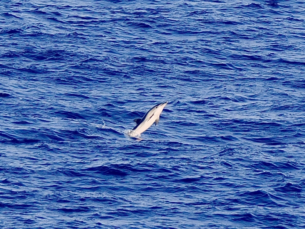Stenella coeruleoalba