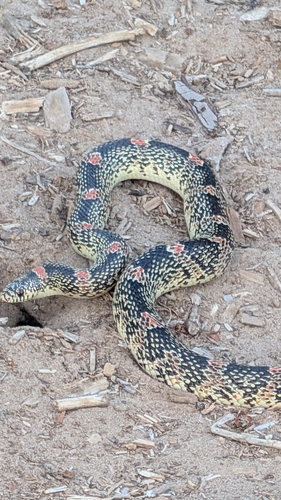 Long-nosed Snake