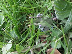 Coenagrion lunulatum