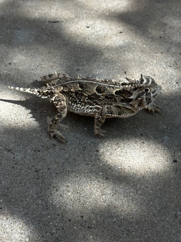 Texas Horned Lizard