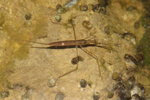 Stabwanze