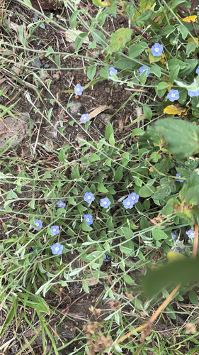 tropical speedwell