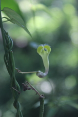 Ceropegia carnosa