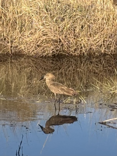 iNaturalist image