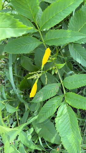 yellow trumpet flower