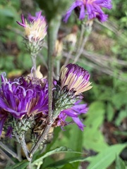 Vernonia glauca, photograph author not stated, no rights reserved