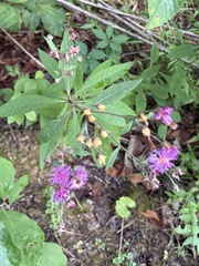 Vernonia glauca, photograph author not stated, no rights reserved