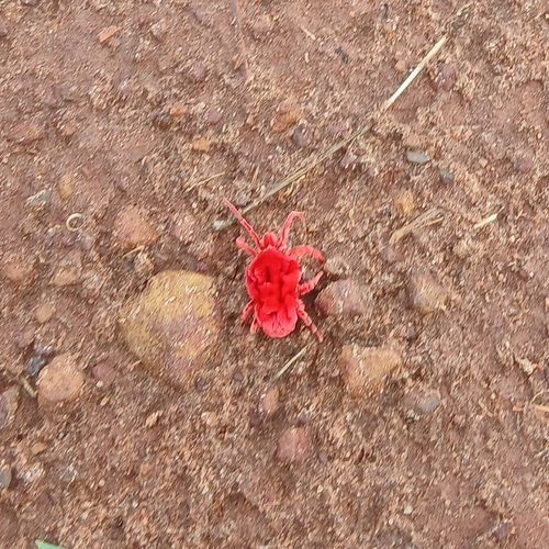 Dinothrombium gigas