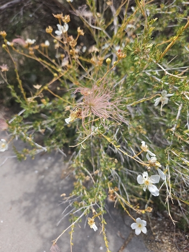 Apache plume