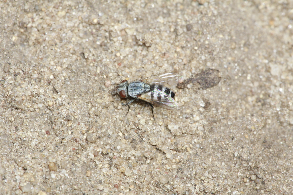 Phrosinella