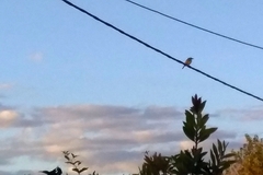 Pitangus sulphuratus