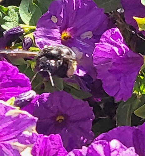 Western Carpenter Bee