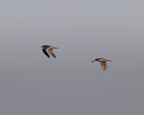 iNaturalist image
