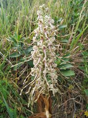 Himantoglossum hircinum