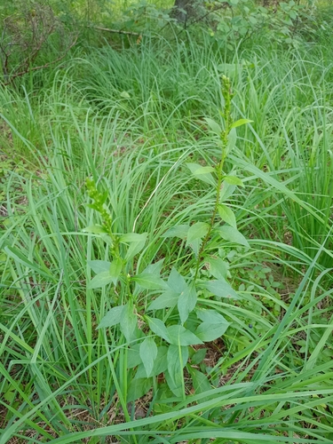 European goldenrod
