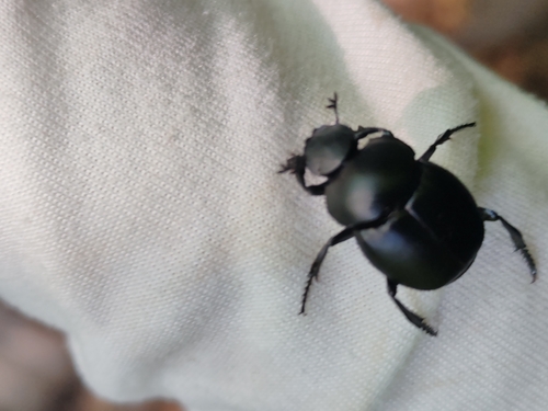 Escarabajo rodacaca